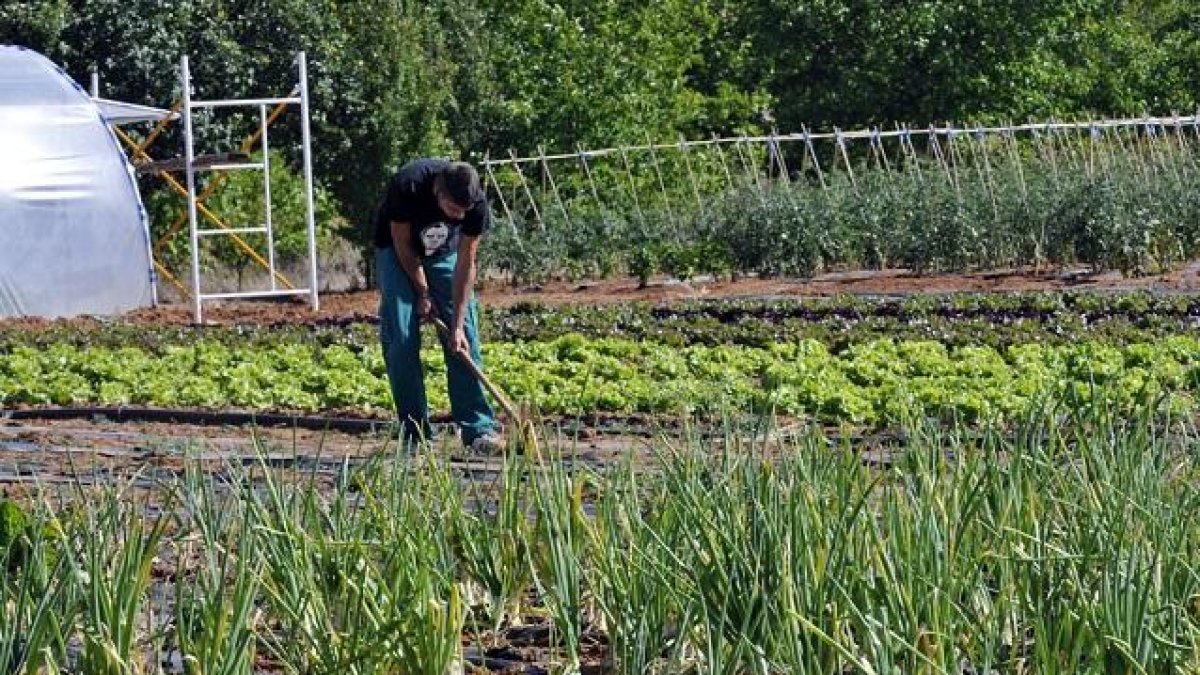 Dos trabajadores de Huertos de Soria cuando la finca de Fuentepinilla se dedicaba a la producción ecológica.-VALENTÍN GUISANDE