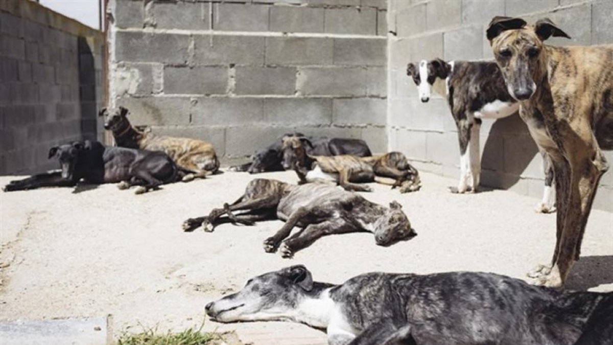 Galgos pertenecientes a la protectora Scooby-EUROPA PRESS