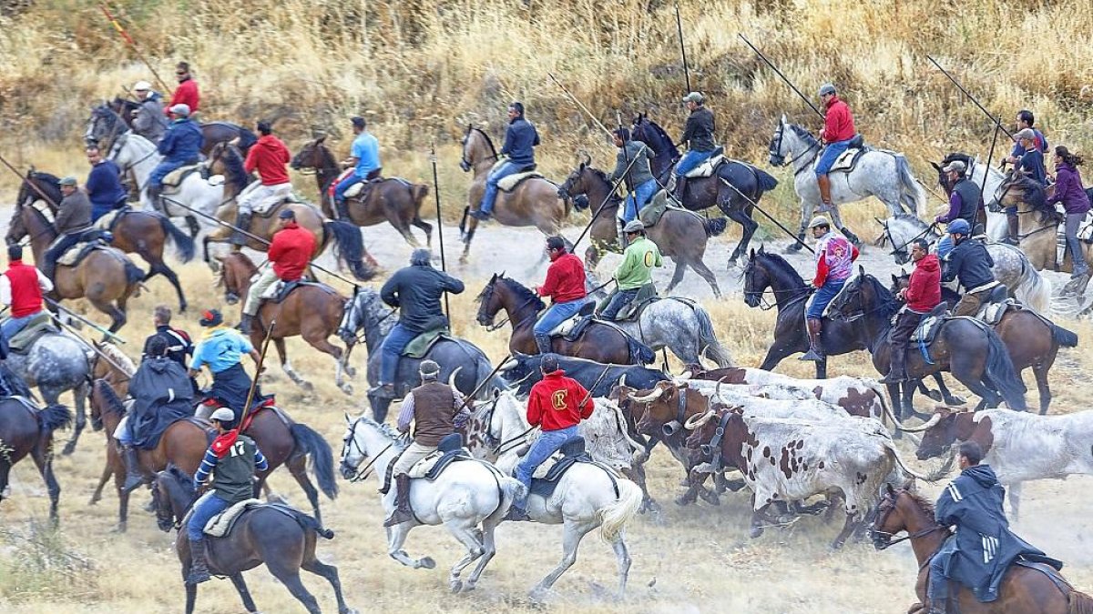 Uno de los toros se desvió en la entrada al embudo, en el segundo encierro de las Fiestas de Cuéllar.-ICAL