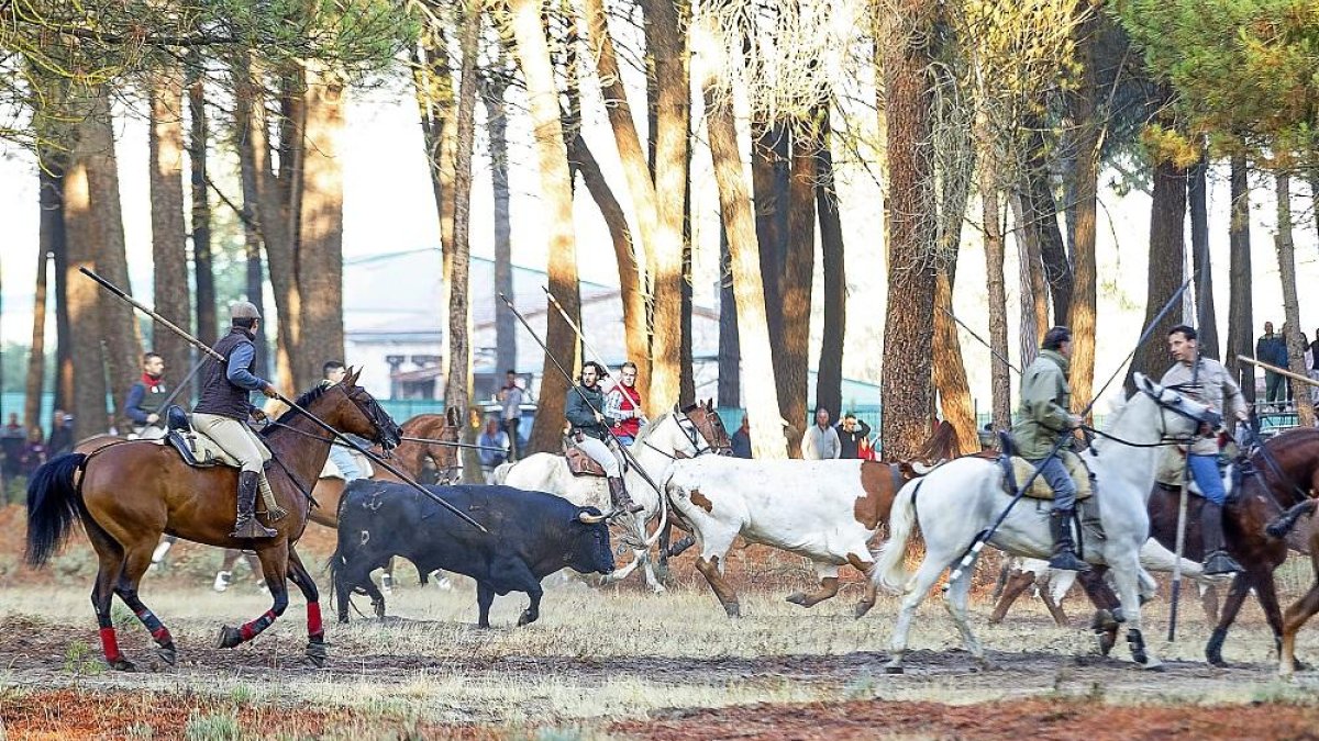 Encierro de Cuéllar con toros de la ganadería Casas de la Bubilla, en el que uno de los toros se rezagó.-ICAL