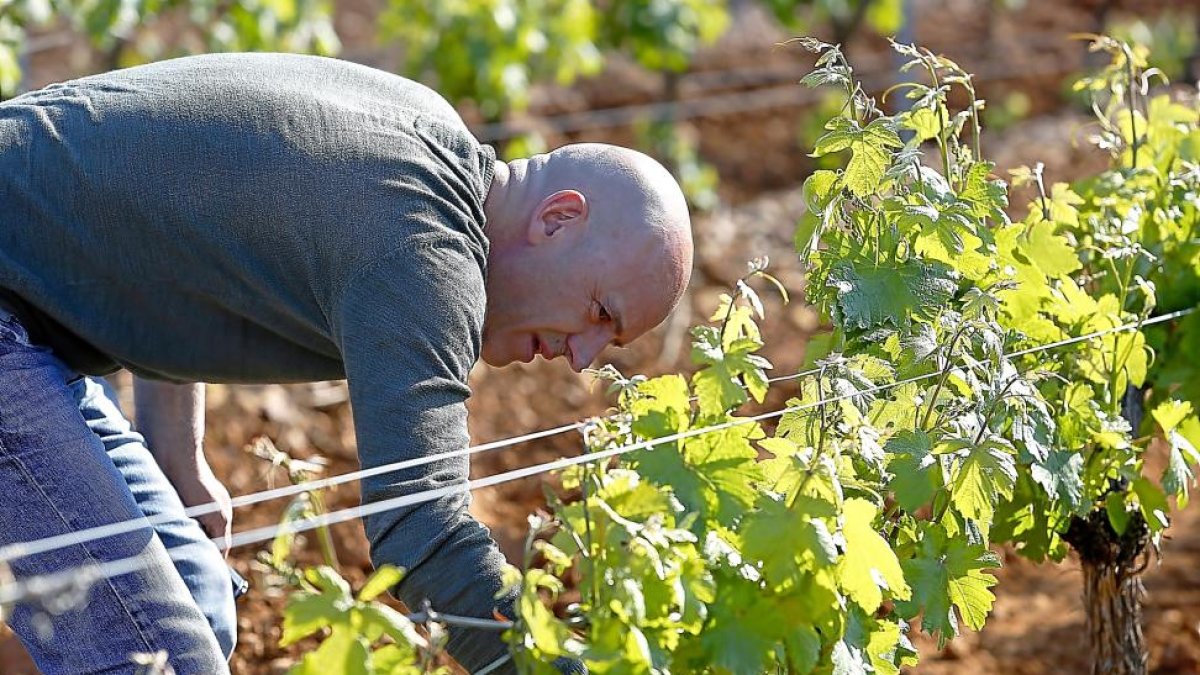 Ángel Rey, en uno de los viñedos de la bodega Los Palomares.-ICAL