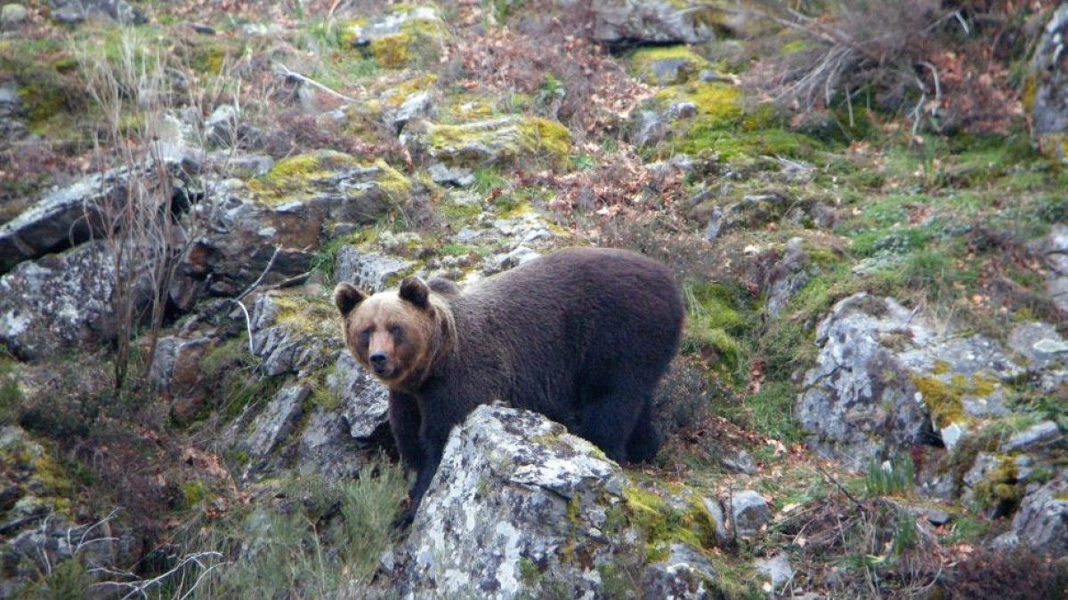 Oso cantábrico macho.-ICAL