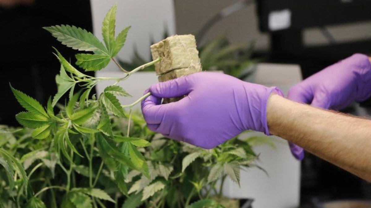 El consumo de medicamentos elaborados a base de cannabis está regulado en varios países latinoamericanos.-EFE