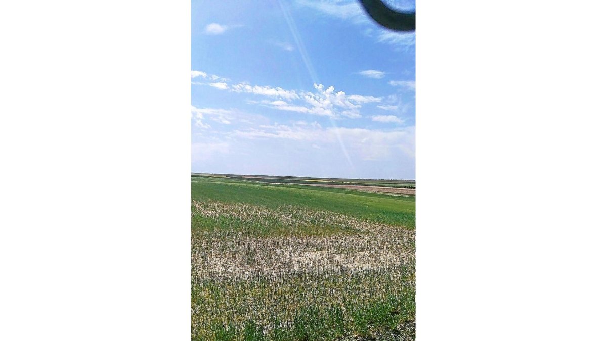 Campo de trigo afectado por la sequía en una parcela de Madrigal de las Altas Torres (Ávila).-M.P.