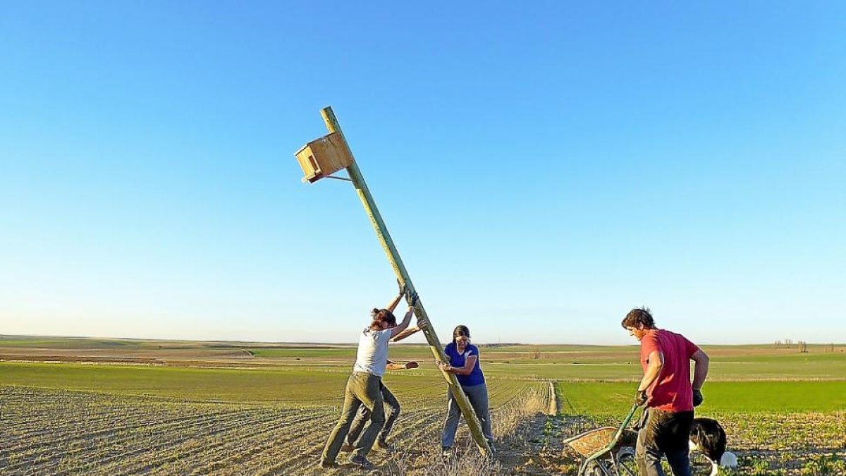Un grupo de trabajo instala una caja nido en una tierra de cultivo de Cuenca de Campos el pasado año.-GREFA