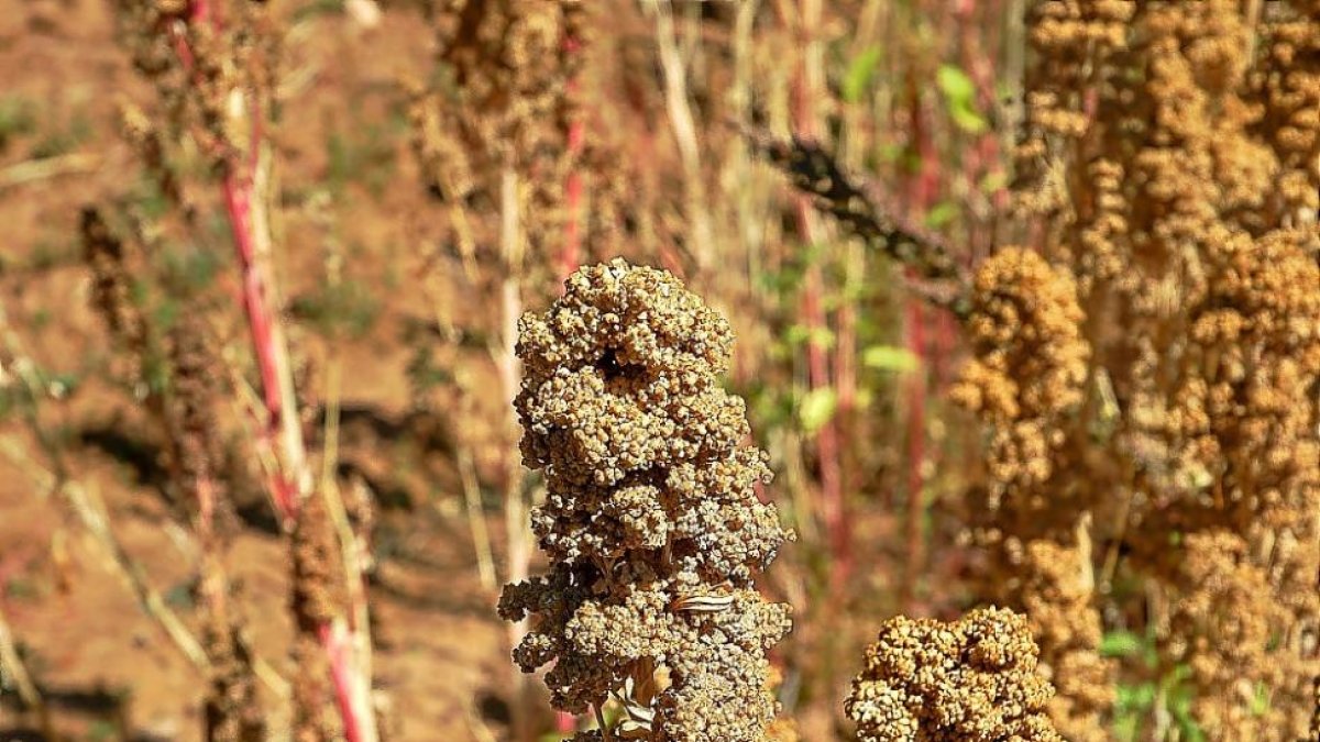 Detalle de la planta de quinoa de la variedad puno en uno de los campos de ensayo del Itacyl en la Comunidad.-E.M.