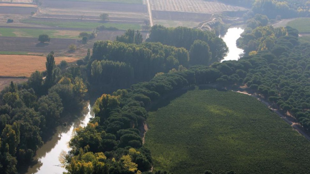 Viñedos y río Duero en la Ribera del Duero cerca de Pesquera de Duero (Valladolid).-EDUARDO MARGARETO/ ICAL