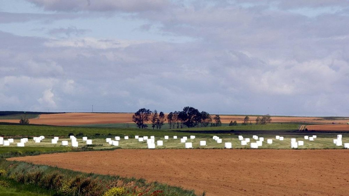 Parcela agrícola destinada a barbecho durante la última campaña regional en la provincia de Valladolid.-ICAL