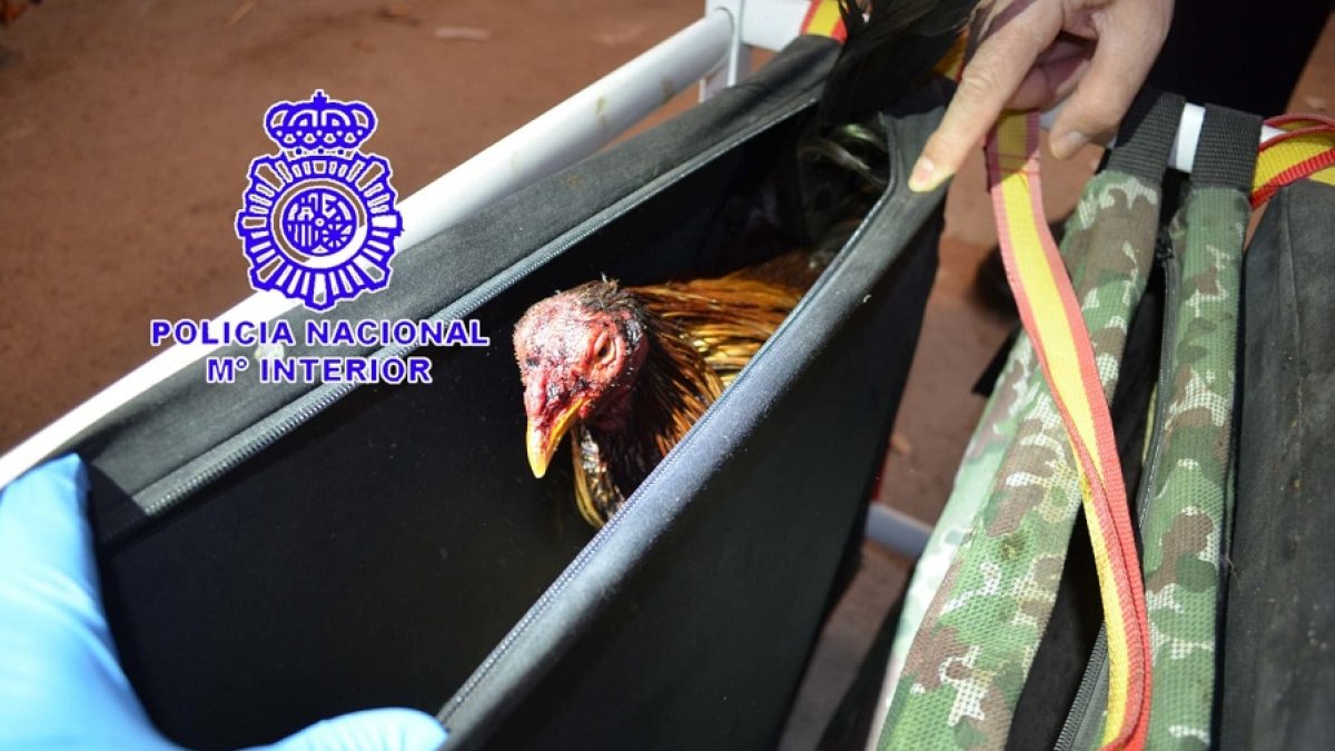 Uno de los gallos heridos en la pelea. DV