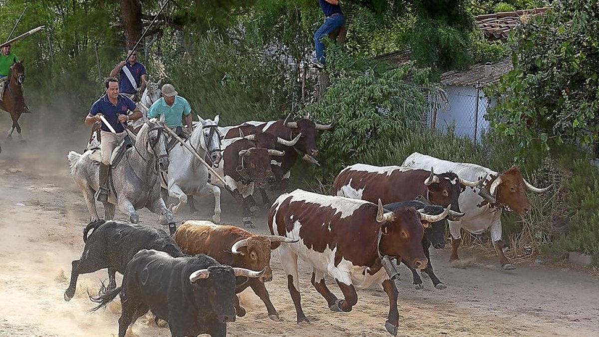 Toros y cabestros llegan a Medina del Campo desde el encierro por el campo.-J. M. LOSTAU