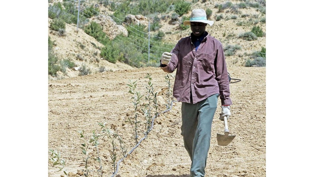 Un inmigrante en una jornada de trabajo.-LUIS ÁNGEL TEJEDOR