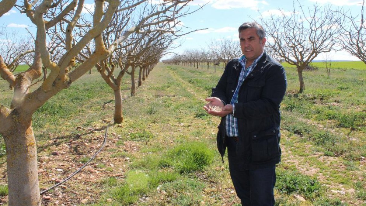 Félix Talegón, agricultor de Tagarabuena, en su plantación de pistachos, la más antigua de la Comunidad.-m.c.