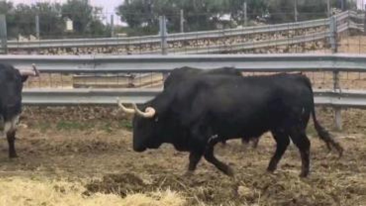 El astado Barco, de la ganadería La Cardenilla, próximo Toro de la Vega.-E.M.