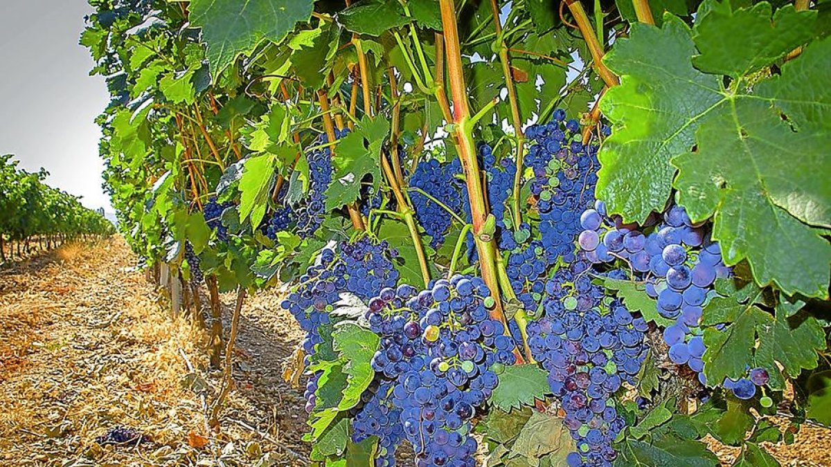 Viñedo de la DO Ribera de Duero-E. M.