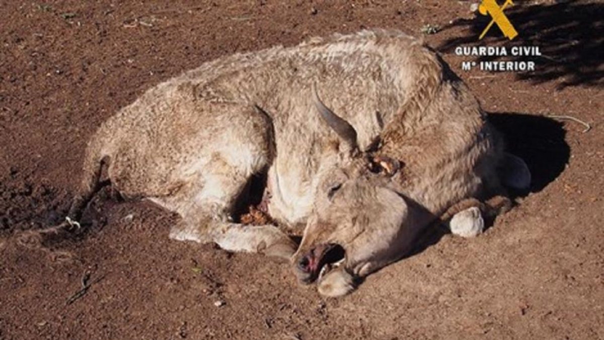Imagen de una de las vacas muertas.-EUROPA PRESS