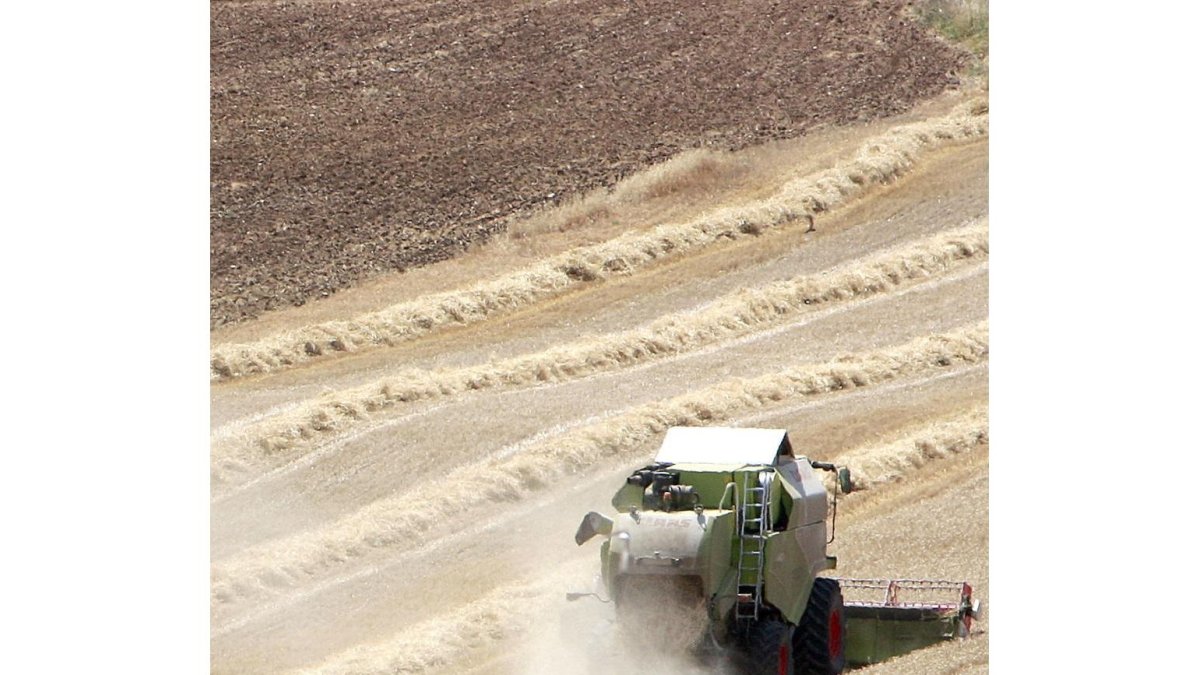 Imagen de una cosechadora trabajando en el un campo de cultivo.-E. M.