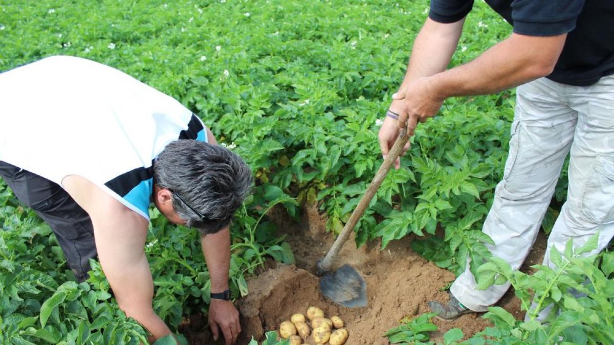 Cultivadores de patata de San Miguel del Pino (Valladolid), una de las zonas de siembras tempranas-EL MUNDO