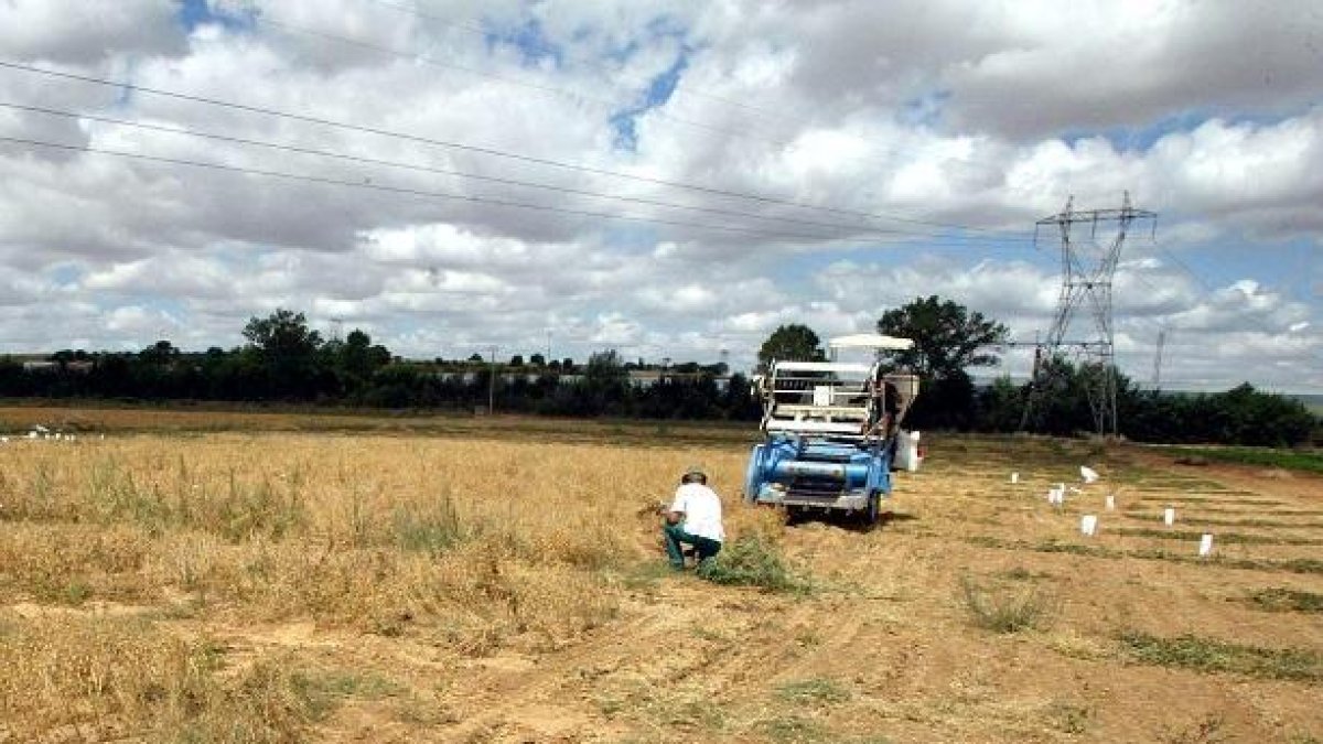 Un agricultor recoge garbanzos en una explotación de leguminosas ubicada en la provincia de Valladolid.-ICAL
