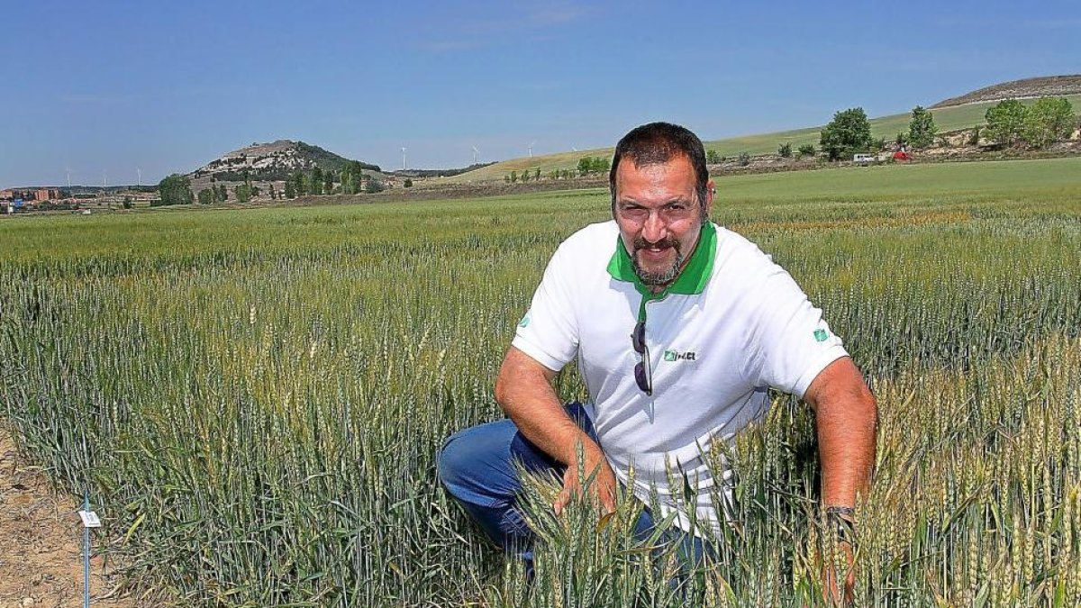 Manuel Calvo, de la Unidad de Agronomía de Itagra, en los campos de ensayo de la localidad palentina de Magaz de Pisuerga.-BRÁGIMO