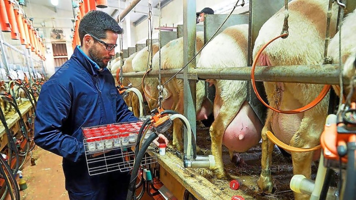Borja Linage, responsable del departamento de I+D+i de El Consorcio de Promoción del Ovino en la sala de ordeño.-e.m.