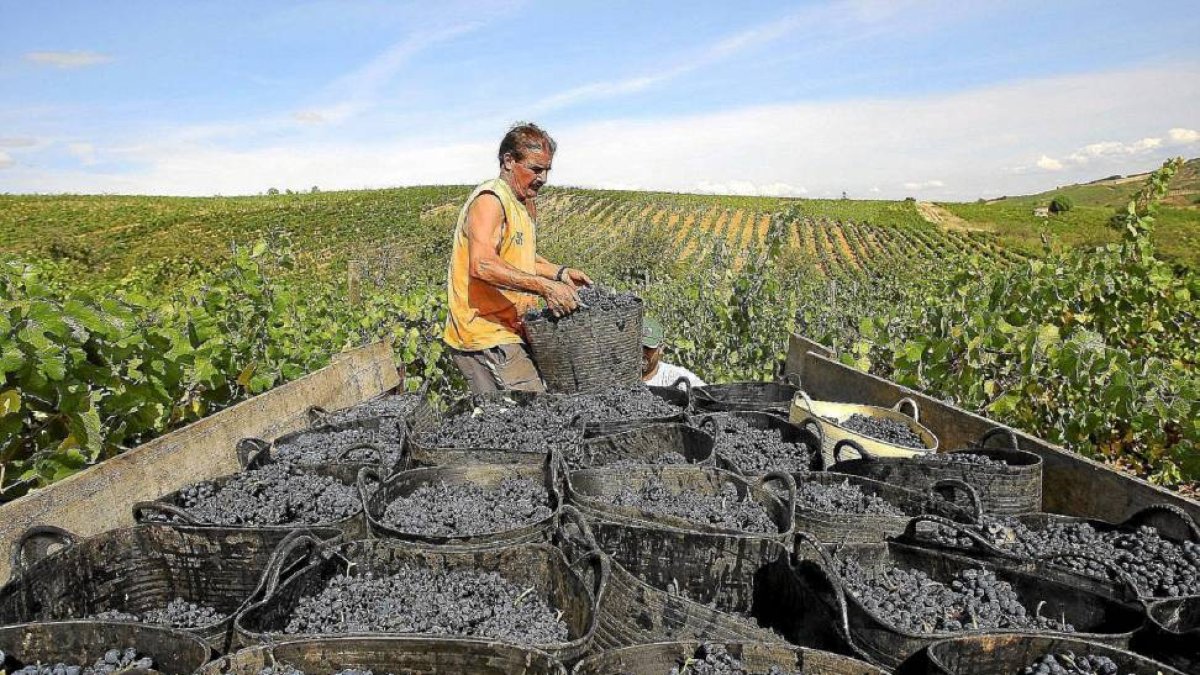 Dos hombres cargan cestos de uvas en viñedos del Bierzo, para la elaboración de vinos con DO durante la vendimia-César Sánchez