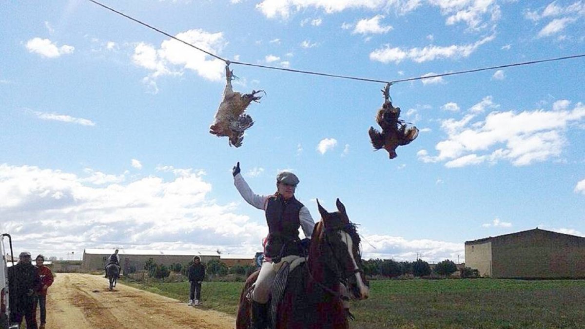 Carrera de gallos celebrada en Montamarta (Zamora)-Fotografía cedida por Defensa Animal Zamora