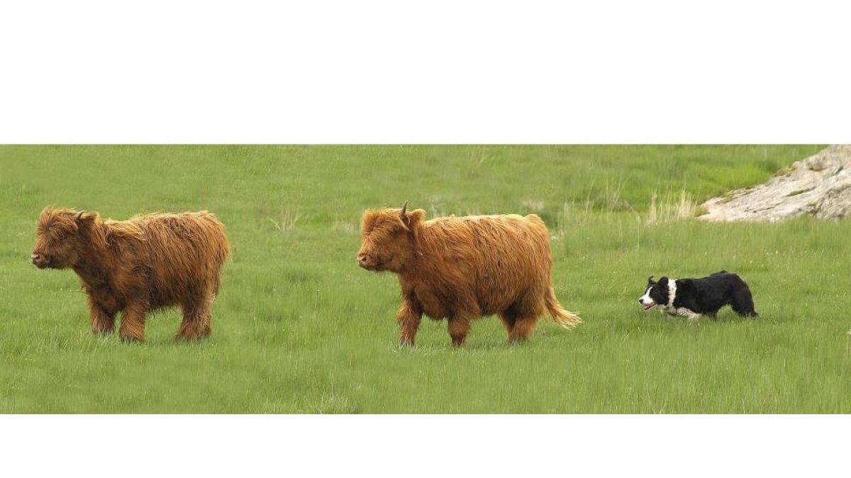 Vacas highlands con sus característicos cuernos largos y levantados, pelaje largo, y un mechón que les cae sobre los ojos y que las hace inconfundibles.-E.M.