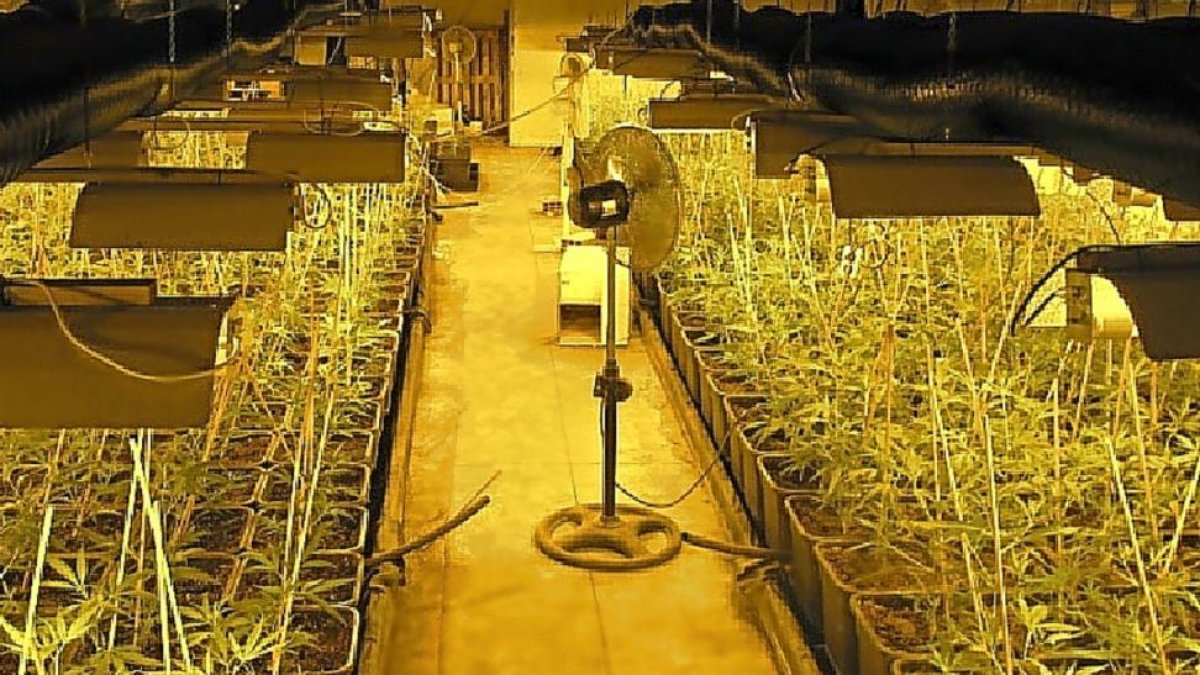 Imagen de una de las plantaciones de marihuana de la banda criminal desarticulada.-ICAL