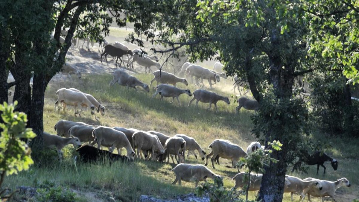 La sequía también ha afectado gravemente a los pastos en la provincia de Soria.-V. GUISANDE