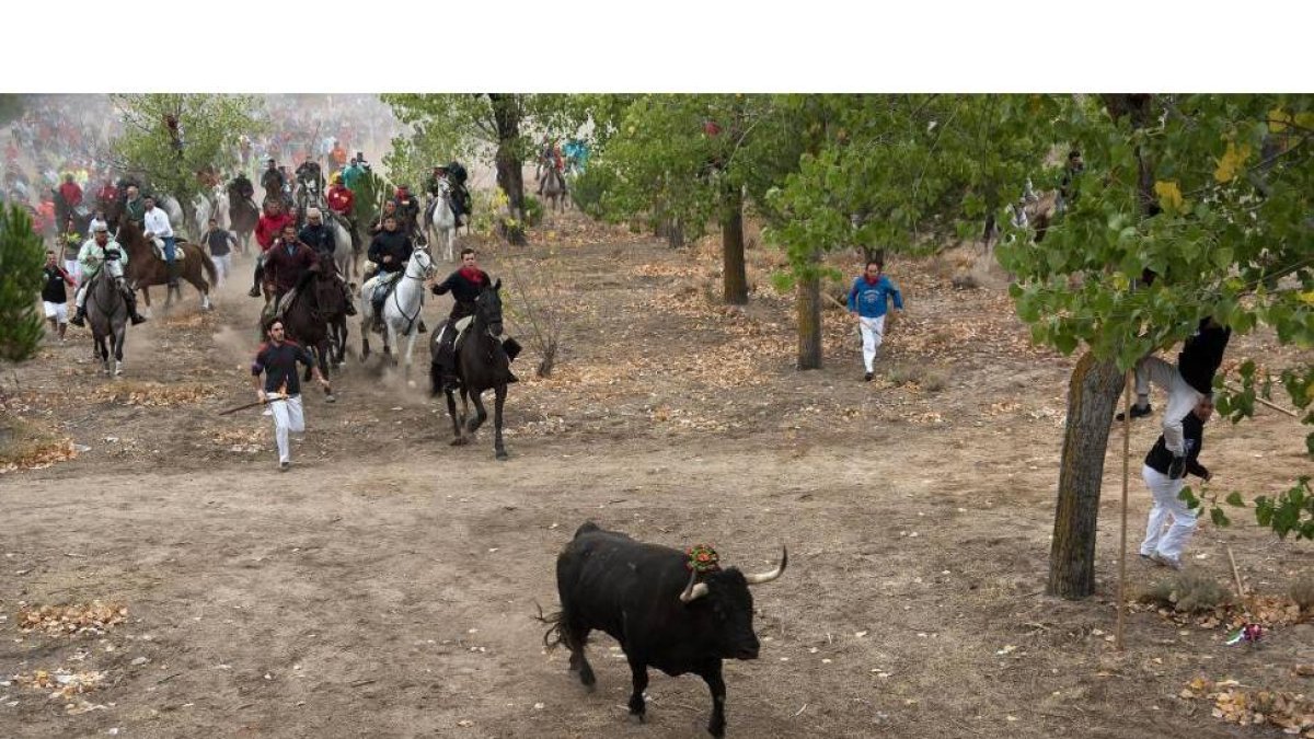 Celebración del Torneo del Toro de la Vega en la localidad de Tordesillas.-ICAL