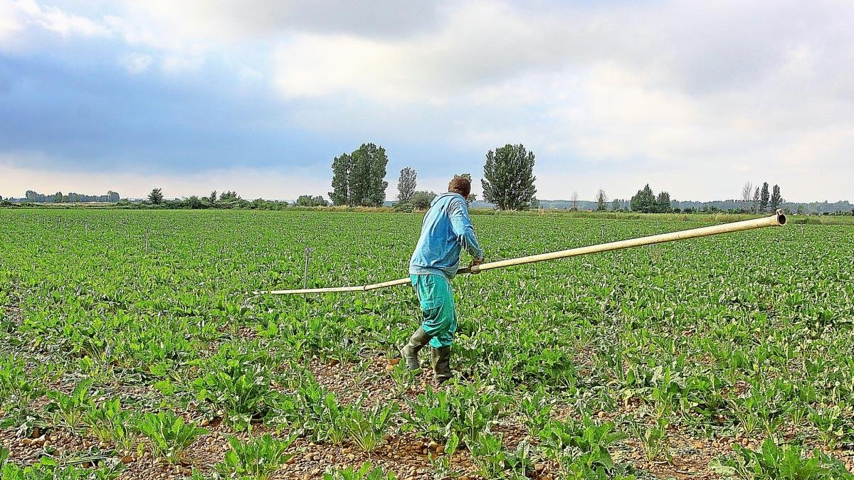 Un agricultor coloca los tubos de riego en un campo de remolacha de Villoldo (Palencia).-BRÁGIMO