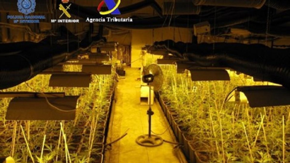Cultivo de plantas de marihuana,-GUARDIA CIVIL / EUROPA PRESS