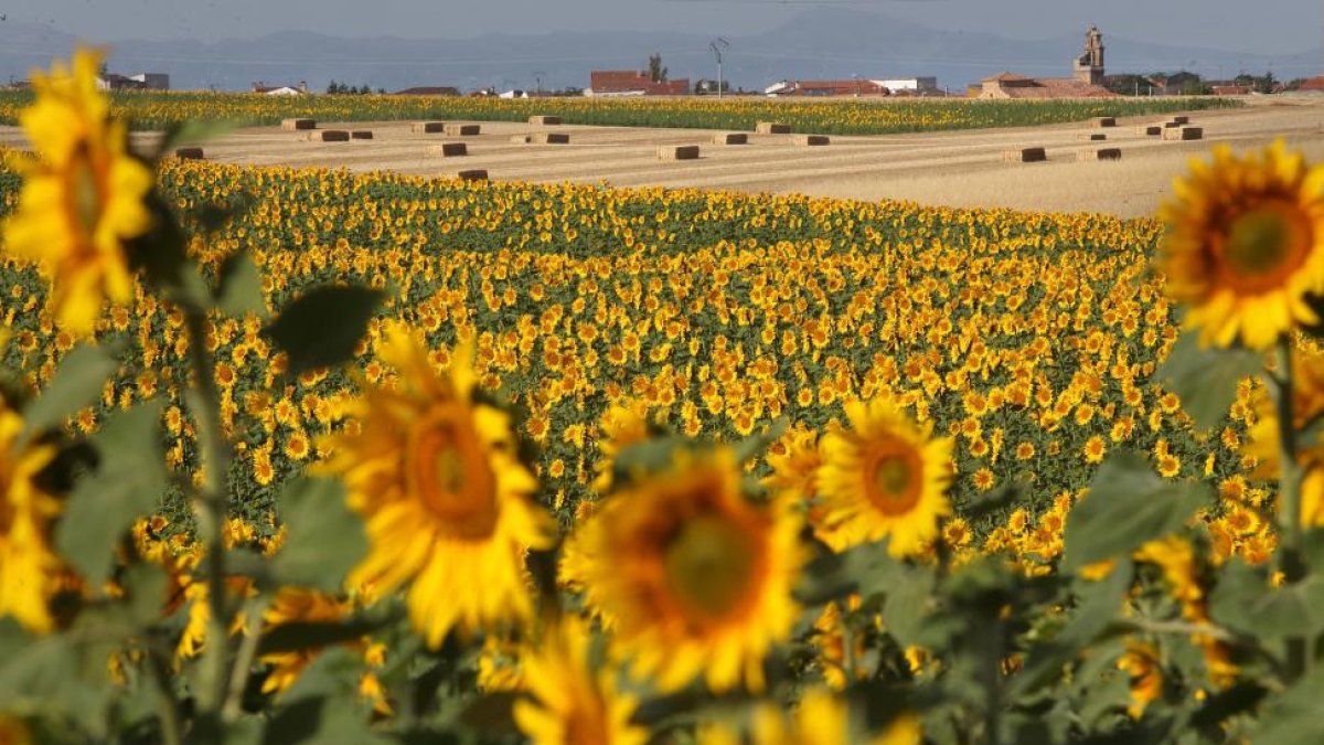 El girasol es uno de los cultivos más importantes de Castilla y León. Sobre todo en la provincia de Burgos, que mantiene un liderazgo indiscutible hasta la fecha.-ICAL