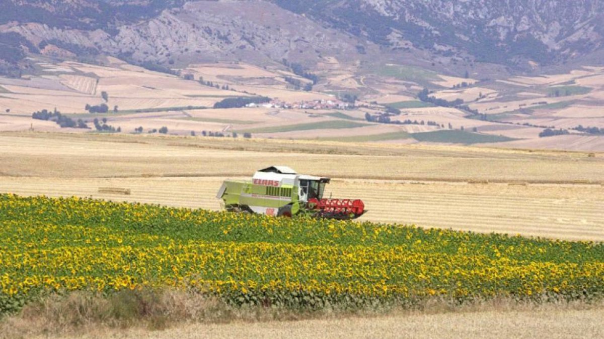 En esta parcela agrícola de grandes dimensiones en la comarca burgalesa de La Bureba, el cereal y el girasol conviven en perfecta armonía.-G.G.