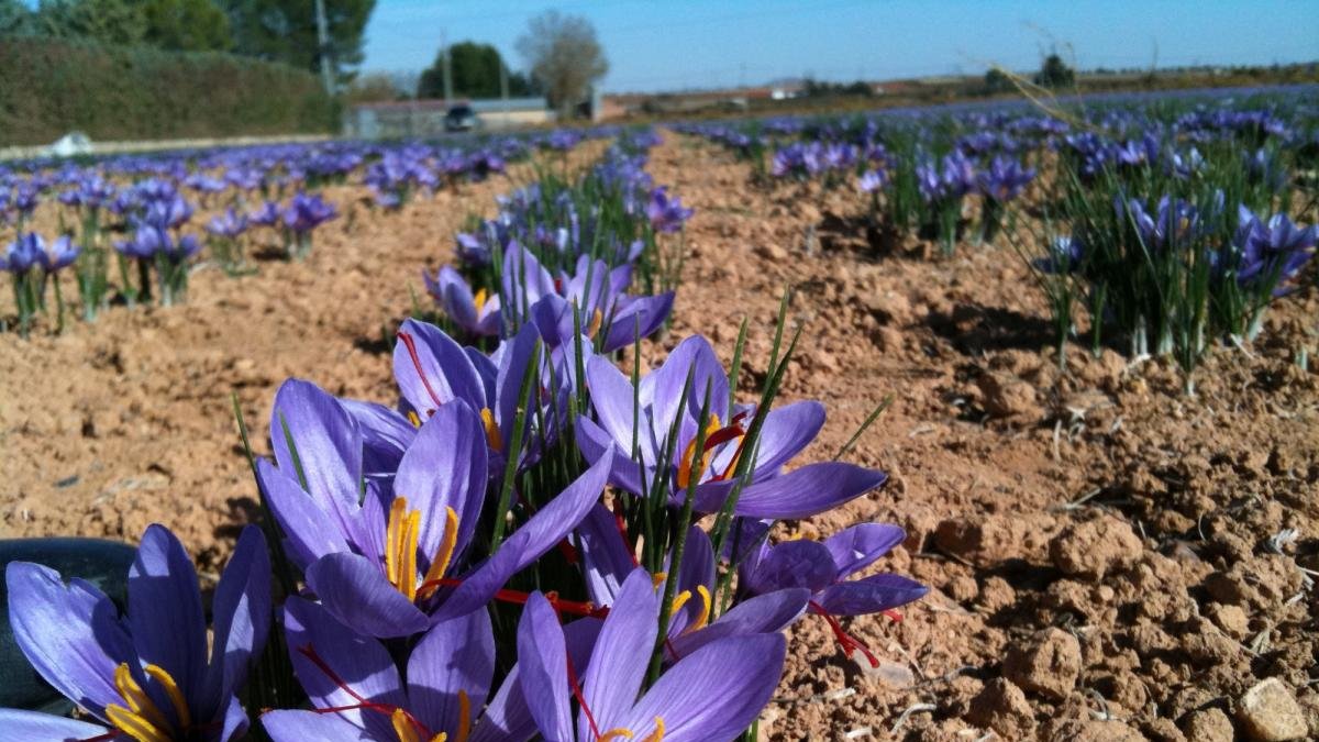El azafrán se cultiva en la provincia en la zona sur este, rayana con Aragón.-HDS