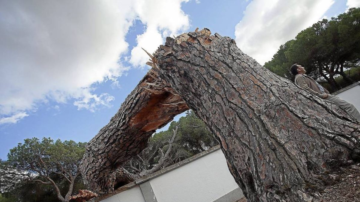 Tronco del pino ‘Guía’ tumbado sobre la tapia del acuartelamiento Teniente Galiana del Pinar de Antequera.-J.C. Castillo