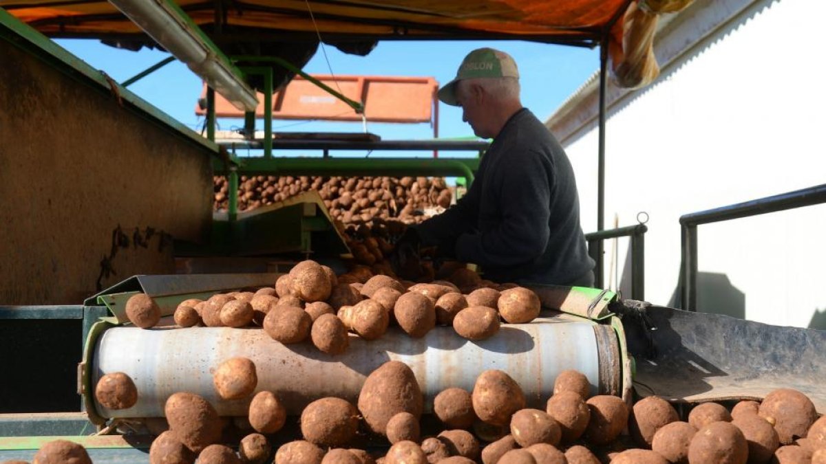 Un agricultor de la localidad burgalesa de Quintanilla del Agua recoge patatas durante el arranque de la anterior campaña.-ICAL