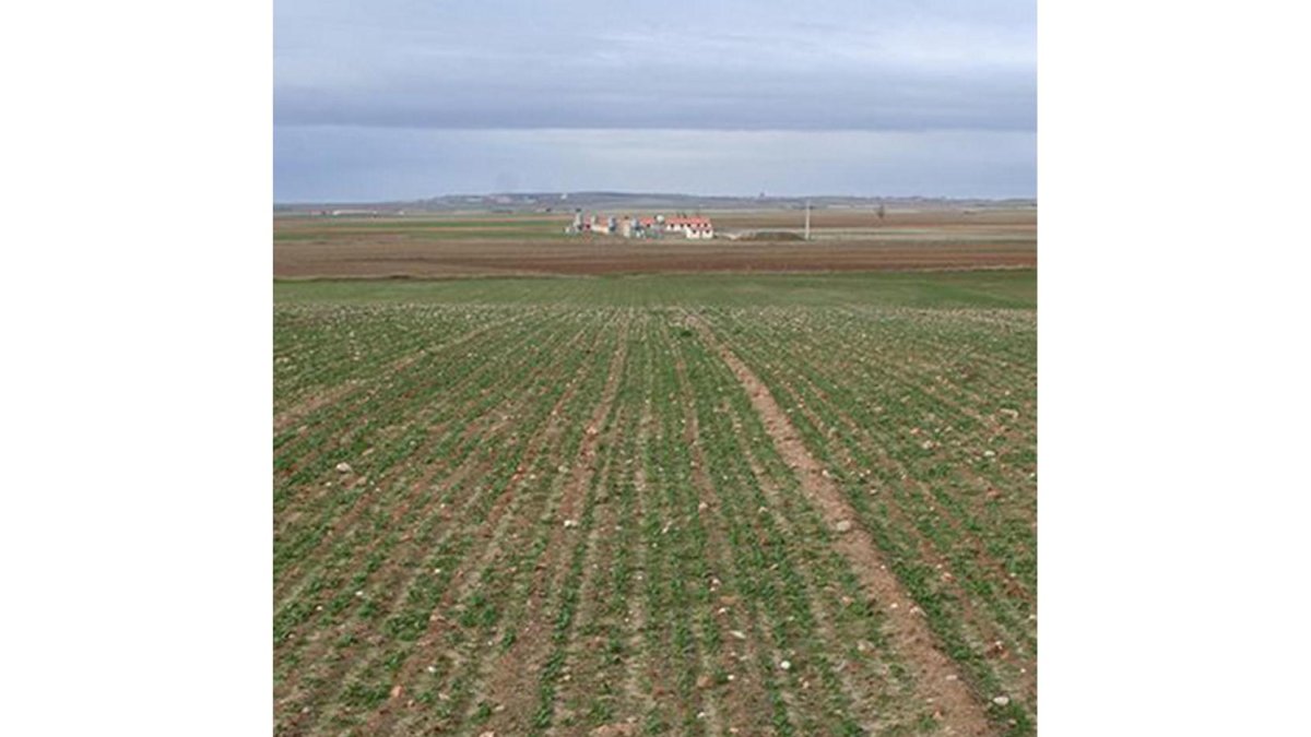 Parcela de colza en las primeras etapas tras la siembra en Castilla y León.-ACOR