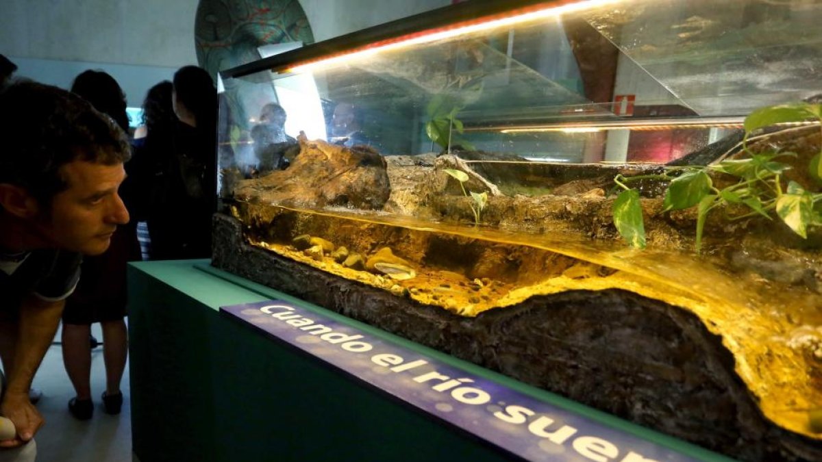 Nuevo acuario de la Casa del Río del Museo de la Ciencia de Valladolid-Miriam Chacón / ICAL