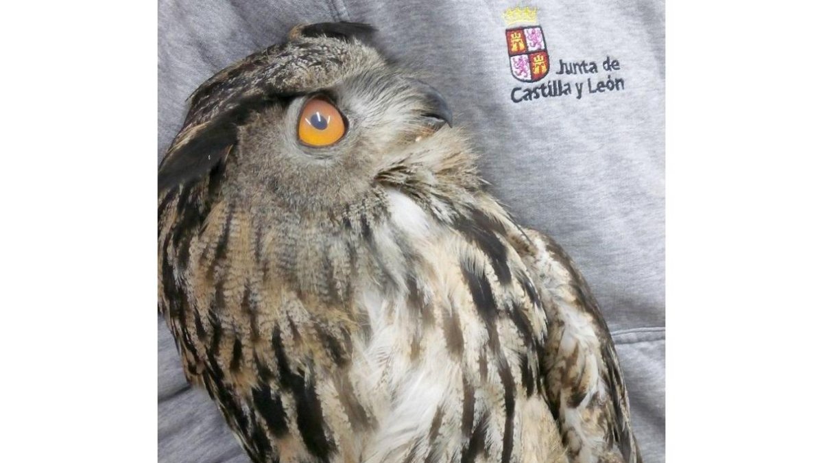 El Centro de Recuperación de Animales Silvestres (CRAS) de Valladolid recupera un ejemplar hembra de búho real herido por un disparo. Fue localizado en el término municipal de Íscar por una patrulla del Seprona de Medina del Campo-ICAL