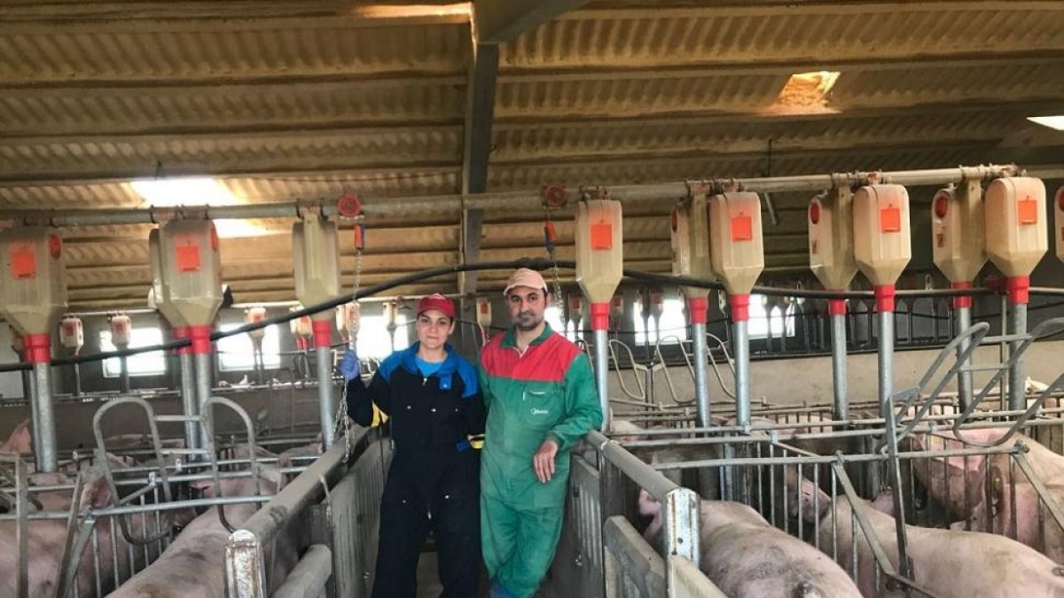 Los hermanos Carmen y Roberto López, dedicados a la cría de tostones, en su explotación de Poveda de las Cintas (Salamanca).-EM