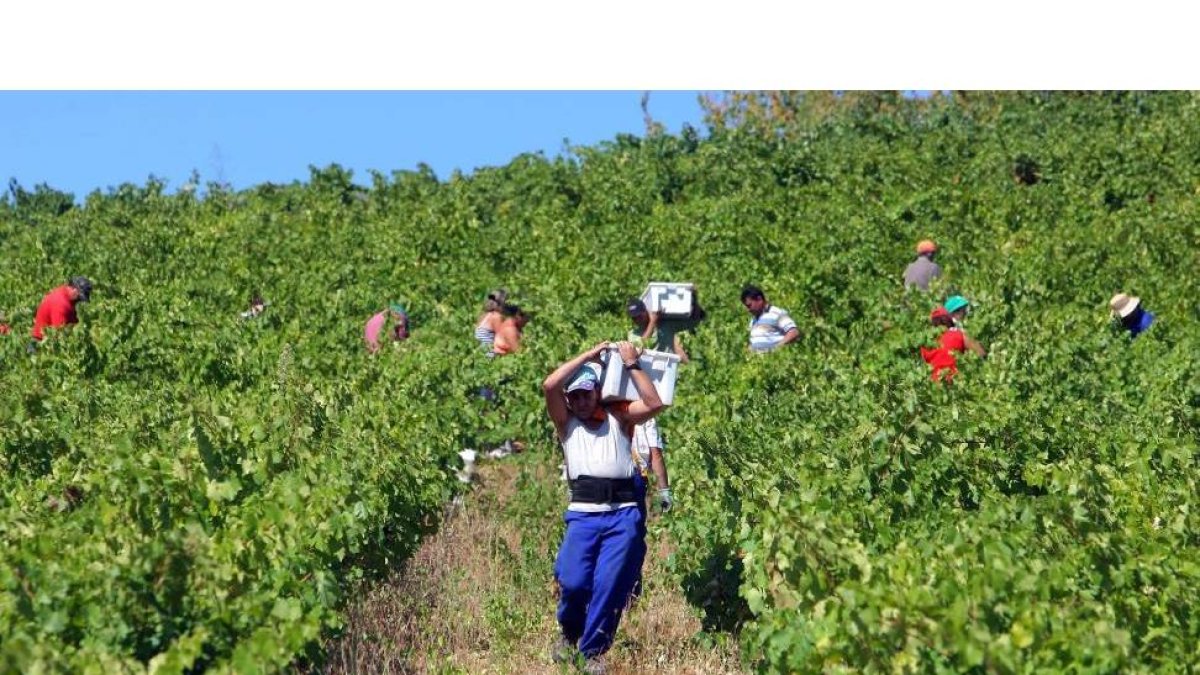 Viñedos de la bodega D.O. Bierzo Pittacum en Arganza-Ical