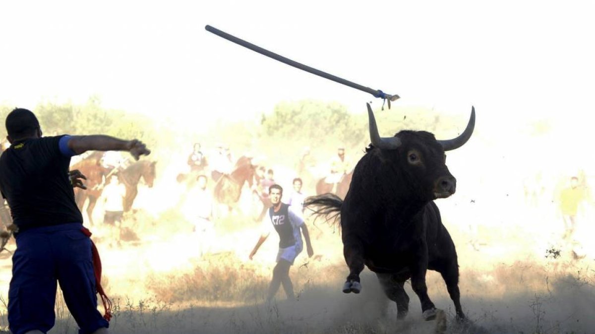 Un participante arroja una lanza al astado en una reciente edición del Toro de la Vega.-Pedro Armestre