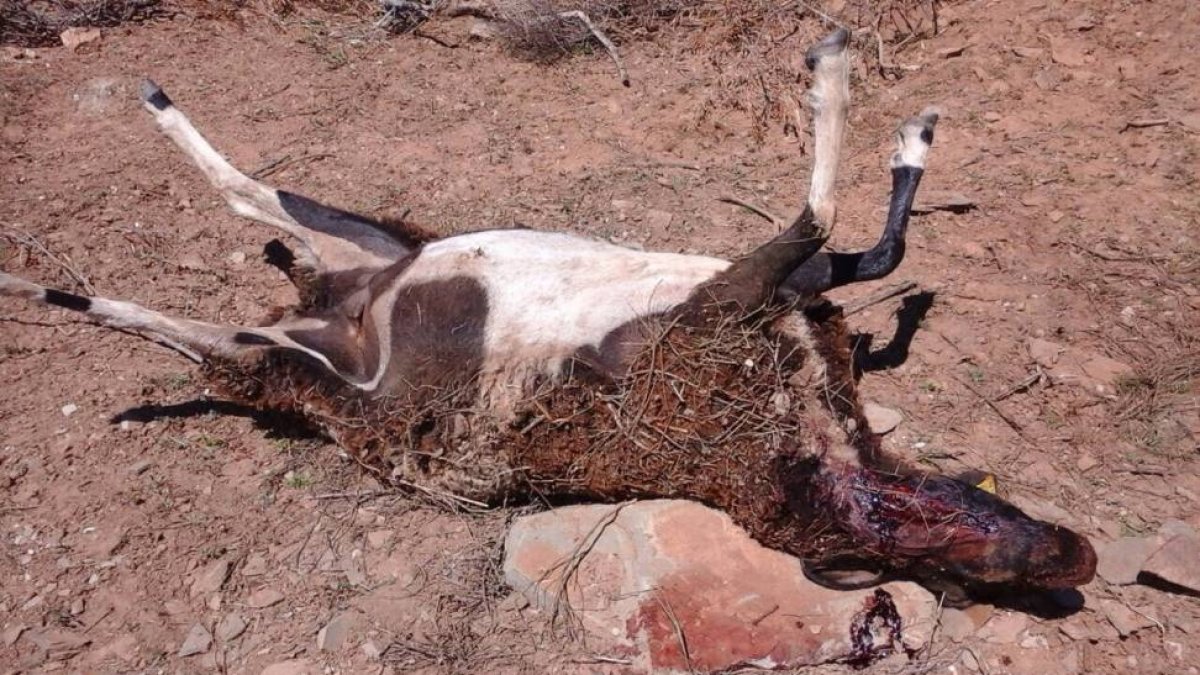 Una de las ovejas tras el ataque del lobo-Ical