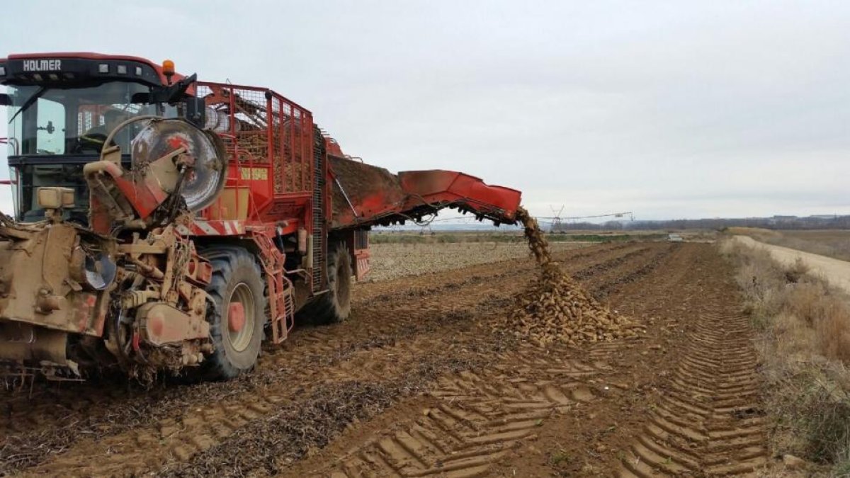 Un agricultor en plenas labores de cosecha de achicoria en la localidad vallisoletana de San Román de Hornija.-E.M.