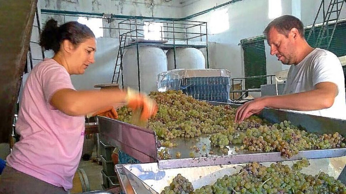 Las uvas blancas Albillo Real son las primeras recogidas por los viticultores de la DOP Vinos de Calidad de Cebreros.-EL MUNDO