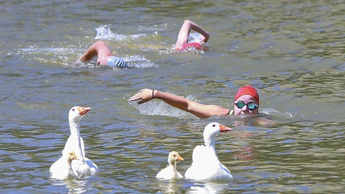 Varios participantes nadan junto a las ocas en el Acuatlón Ciudad de Valladolid.-J. M. LOSTAU