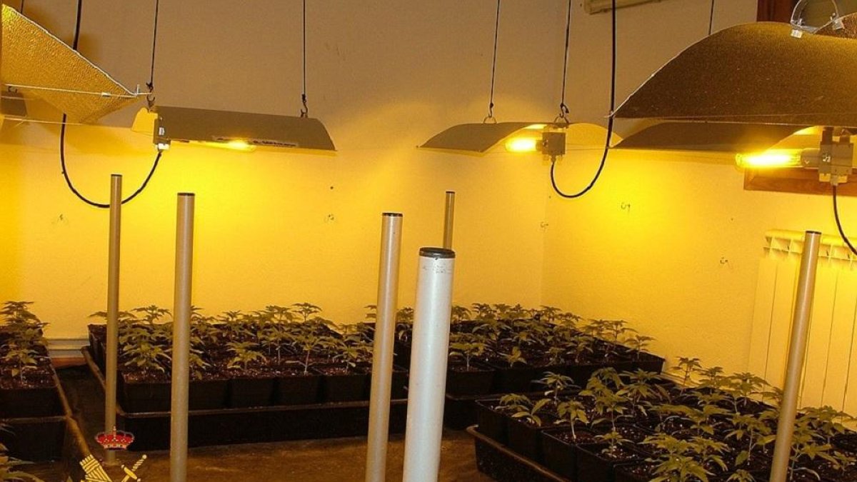Parte de las plantas de marihuana incautadas-GUARDIA CIVIL