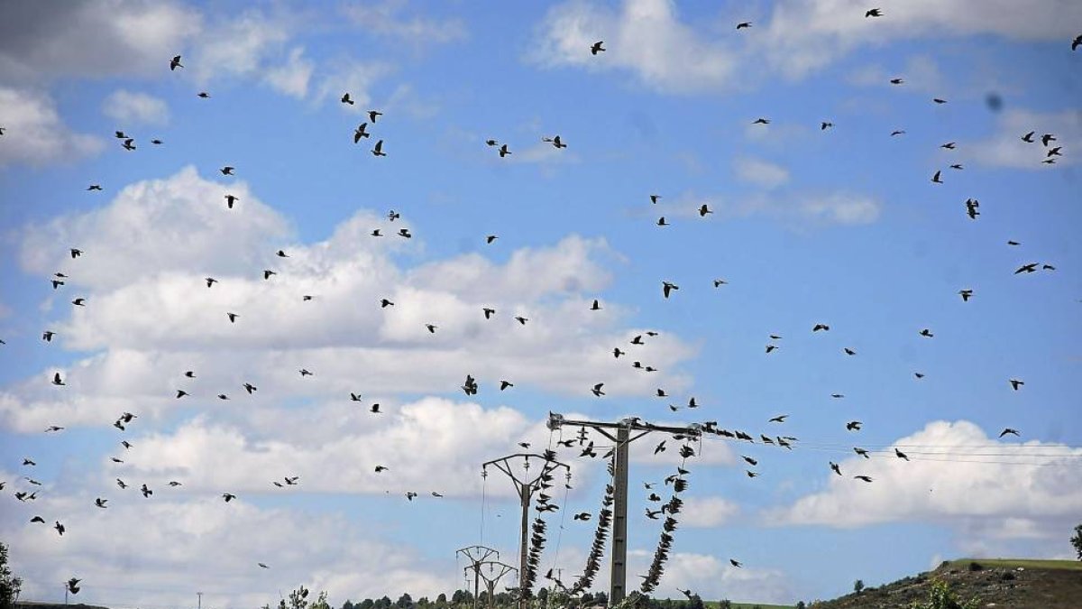 Palomas torcaces en el coto vallisoletano de Simancas.-Leonardo de la Fuente.