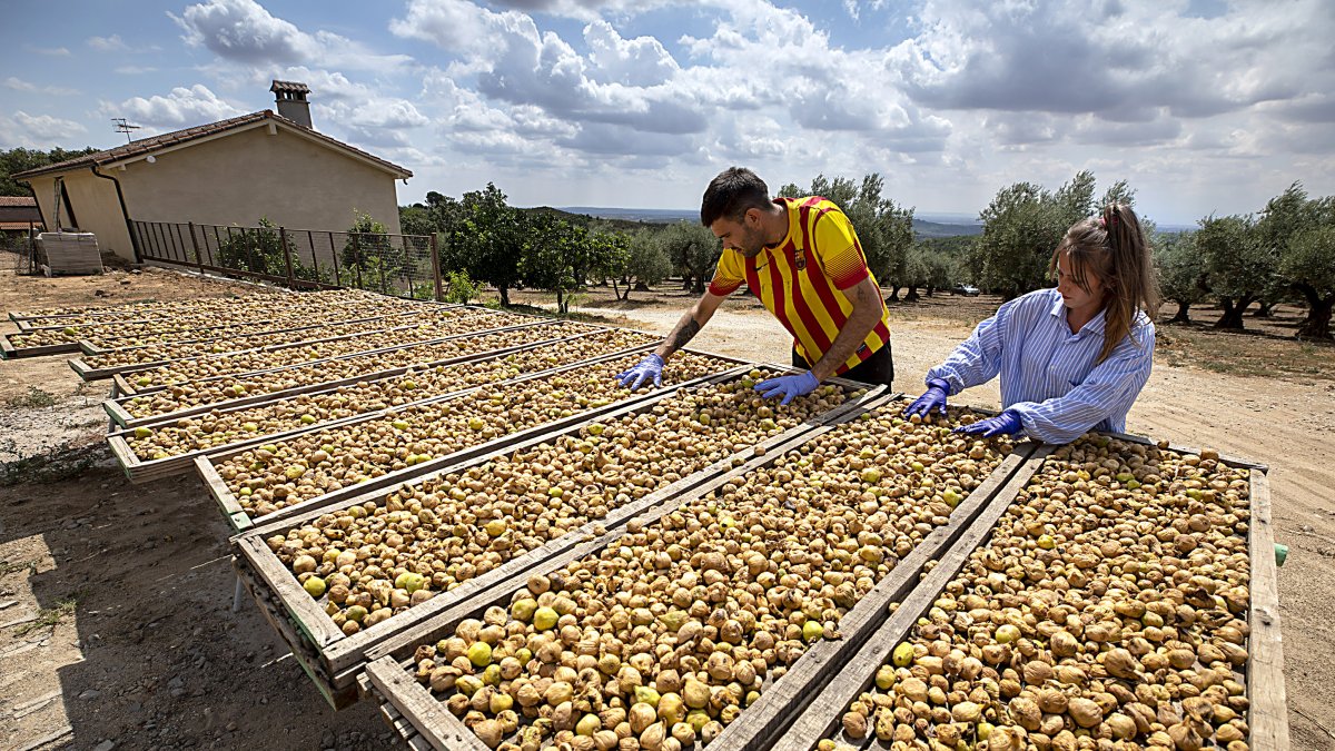 Campaña de recogida de higos en la cooperativa Capra Hispánica, de El Raso (Candeleda, Ávila), con Marca de Garantía Higo de Gredos. En la imagen, volteo para secarlos al sol. Ricardo Muñoz / ICAL